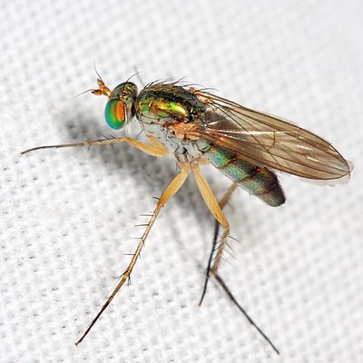 Dolichopus variabilis