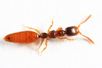 Pseudisobrachium prolongatum