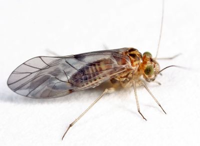 Indiopsocus infumatus