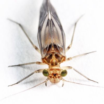 Indiopsocus infumatus
