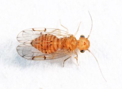 Outer Barklice - Ectopsocidae