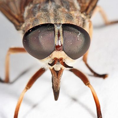 Tabanus novaescotiae