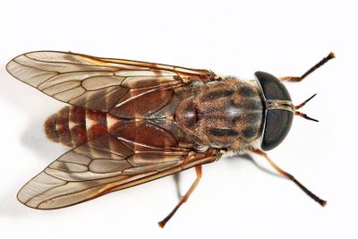 Tabanus novaescotiae