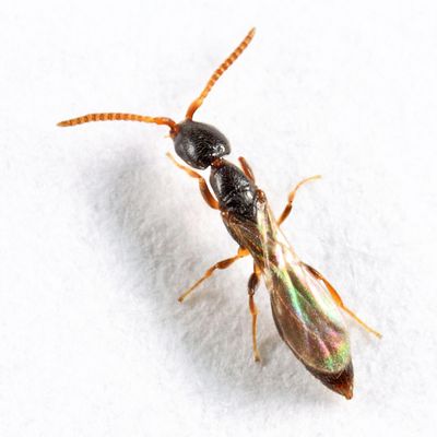 Rysepyris graminis
