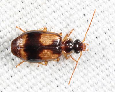 Lebia fuscata