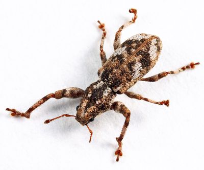 Weevils - Subfamily Entiminae (Broad-nosed Weevils)