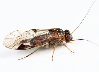 Indiopsocus campestris