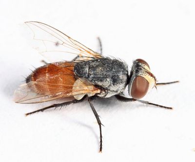 Senotainia vigilans