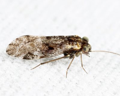Loensia moesta