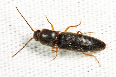 Dalopius virginicus