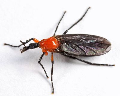 Dilophus spinipes