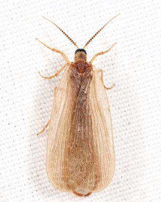 Forcepfly - Merope tuber