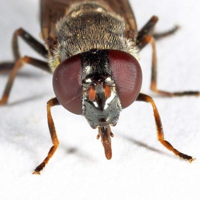 Cheilosia shannoni