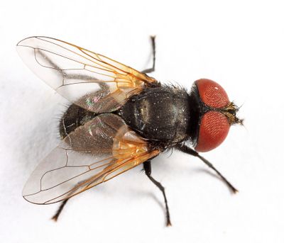 Phasia subopaca
