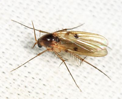 Mycetophila unipunctata
