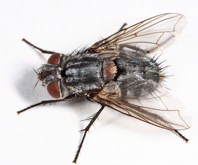 Spallanzania sp.