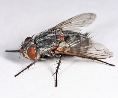 Spallanzania sp.