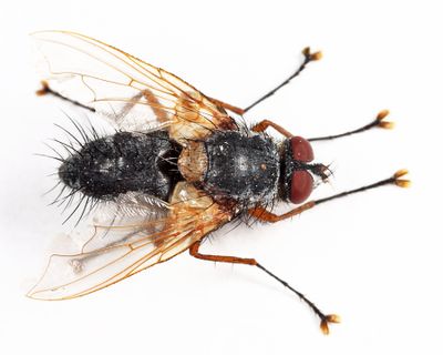 Ptilodexia rufipennis