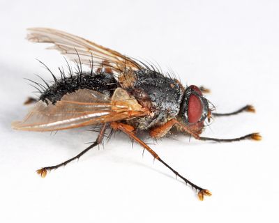Ptilodexia rufipennis