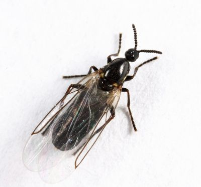 Minute Black Scavenger Flies - Scatopsidae