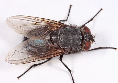 Blue Bottle Fly - Calliphora vomitoria