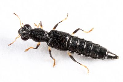 Stenus croceatus
