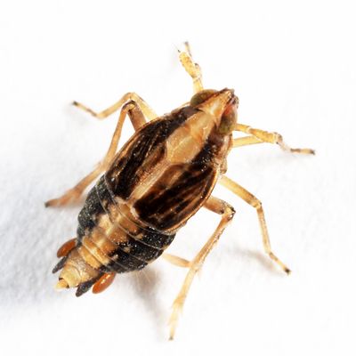 Megamelus lunatus