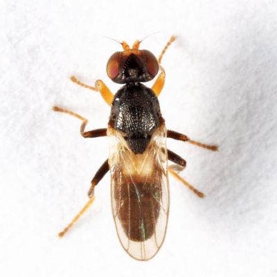 Oscinisoma alienum