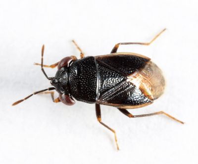 Geocoris uliginosus