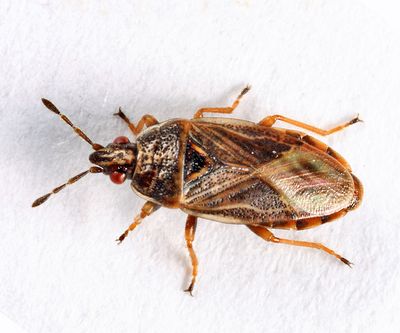 Bulrush Bug - Chilacis typhae