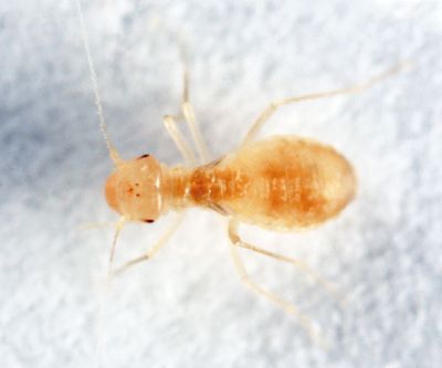 Cave Barklice - Psyllipsocidae