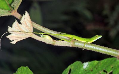 O'Shaughnessy's anole (Andes anole) female -  Anolis gemmosus