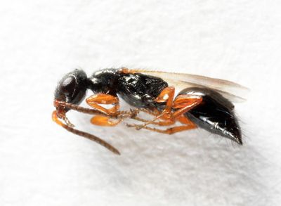 Laelius pedatus 