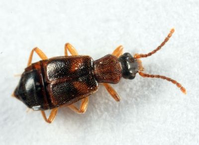 Lesteva pallipes
