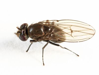 Coenia curvicauda