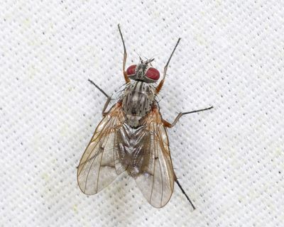 Phaonia atlanis