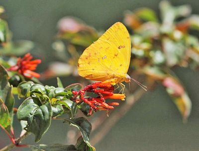  Orange-barred Sulphur - Phoebis philea