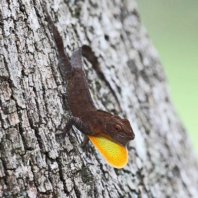 Puerto Rican Crested Anole - Anolis cristatellus