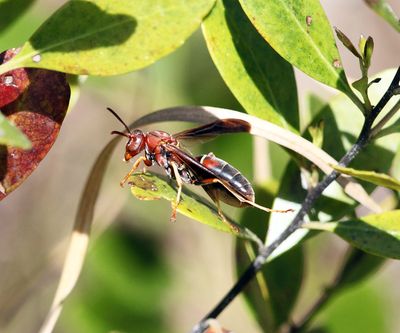 Northern Paper Wasp - Polistes fuscatus