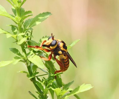 Laphria saffrana