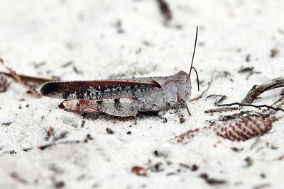 Southern Marbled Grasshopper - Spharagemon marmorata picta