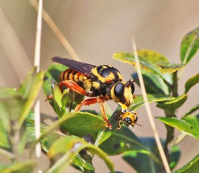 Laphria saffrana