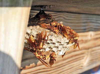 Polistes major