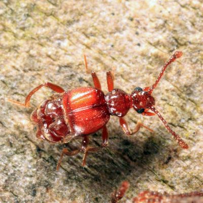 Brachygluta abdominalis