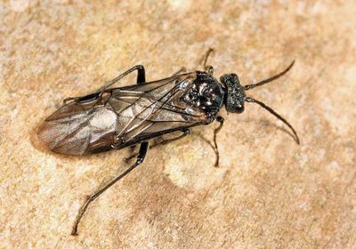 Dolerus nitens