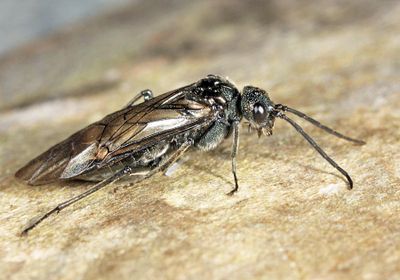 Dolerus nitens