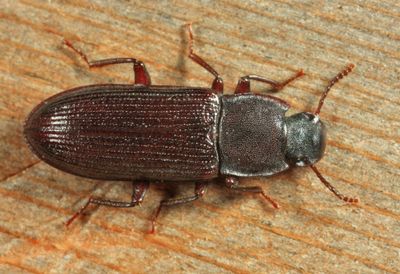 Idiobates castaneus