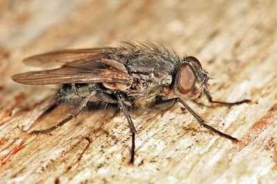 Pollenia vagabunda