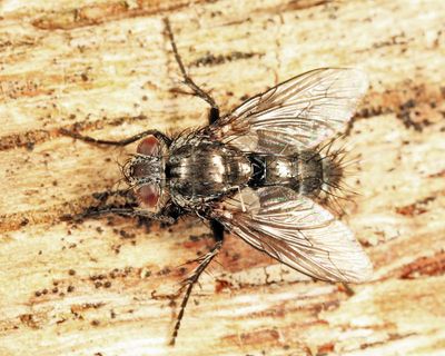 Cyrtophleba nitida
