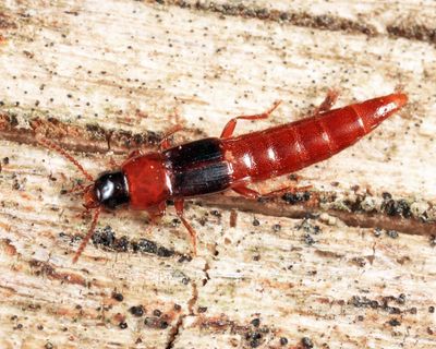 Olisthaerus substriatus